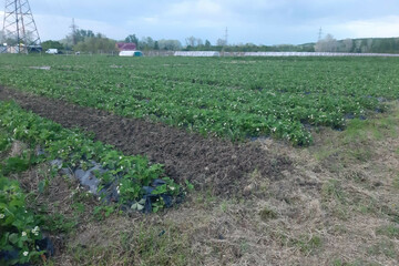 Ведение огородничества, 2 га