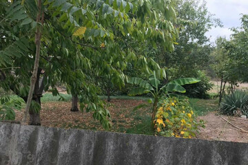 Ведение огородничества, 4,5 сот.