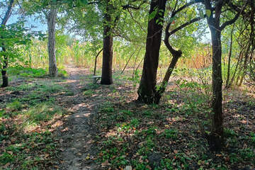 Ведение огородничества, 15 сот.